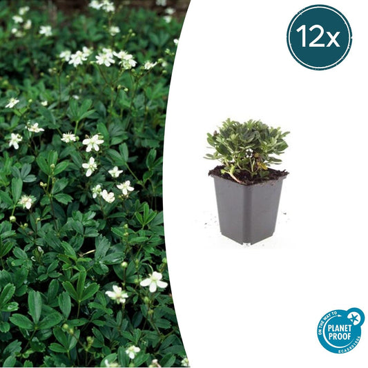 Fingerstrauch Potentilla tridentata 'Nuuk' – ↕10-25cm – Ø9cm – 12 Pflanzen – Immergrün & Winterhart – Bodendecker für Steingärten