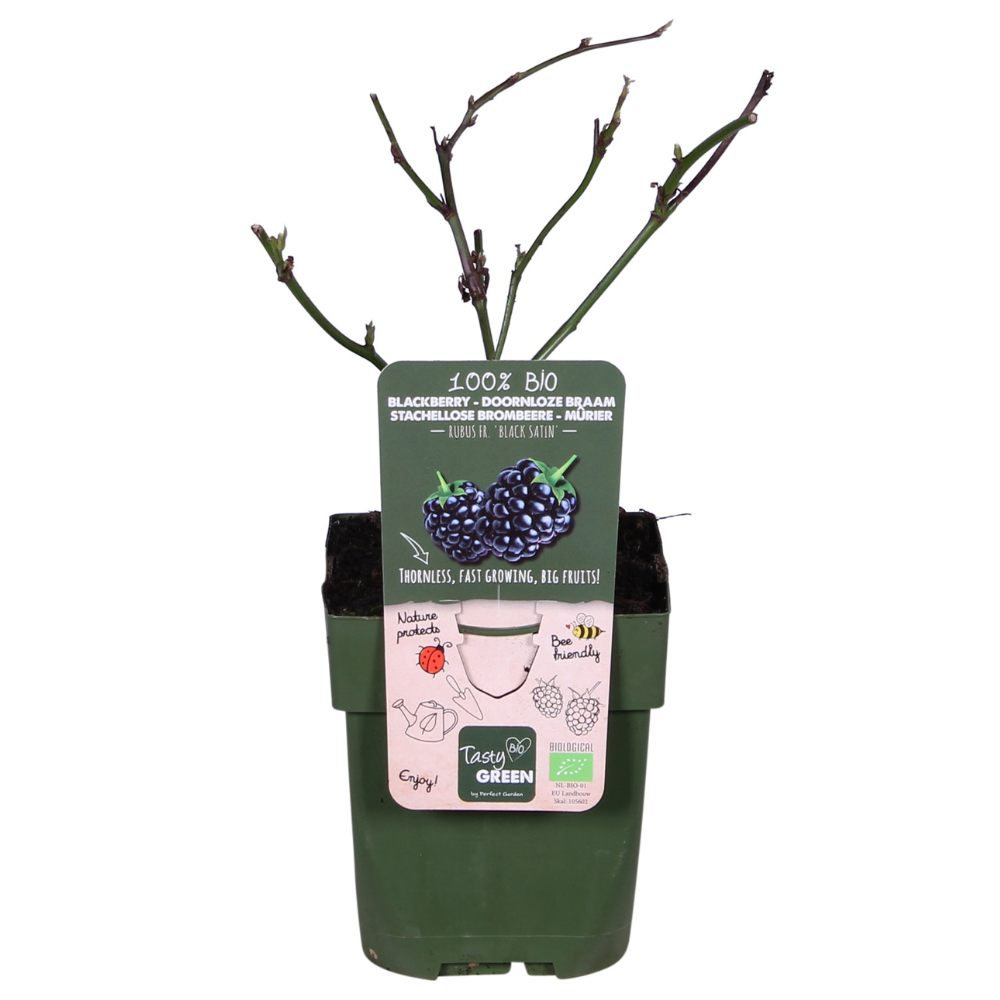 Brombeere - Rubus fruticosus Black Satin - Dornenlose Brombeerpflanze - Ø13cm - Höhe ca. 45cm - Winterharte Obstpflanze für Garten und Terrasse 