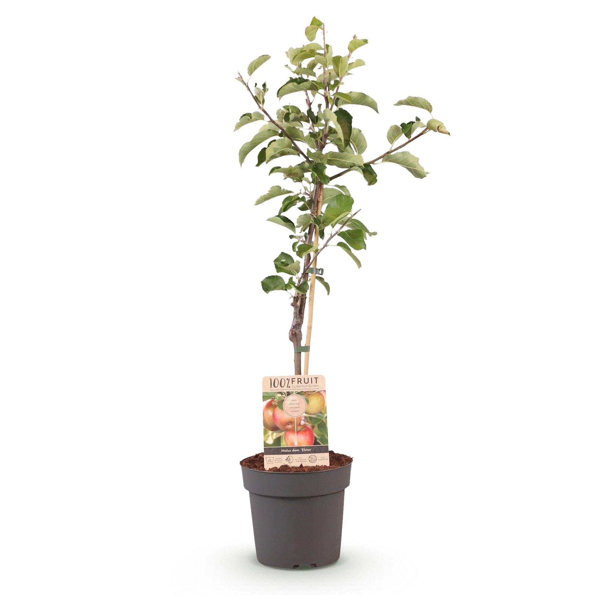 Apfelbaum – Malus domestica 'Elstar' – Rote & grüne Äpfel – Obstbaum für Garten & Balkon – Pflegeleicht – Topf Ø21 cm – Höhe ca. 90 cm 