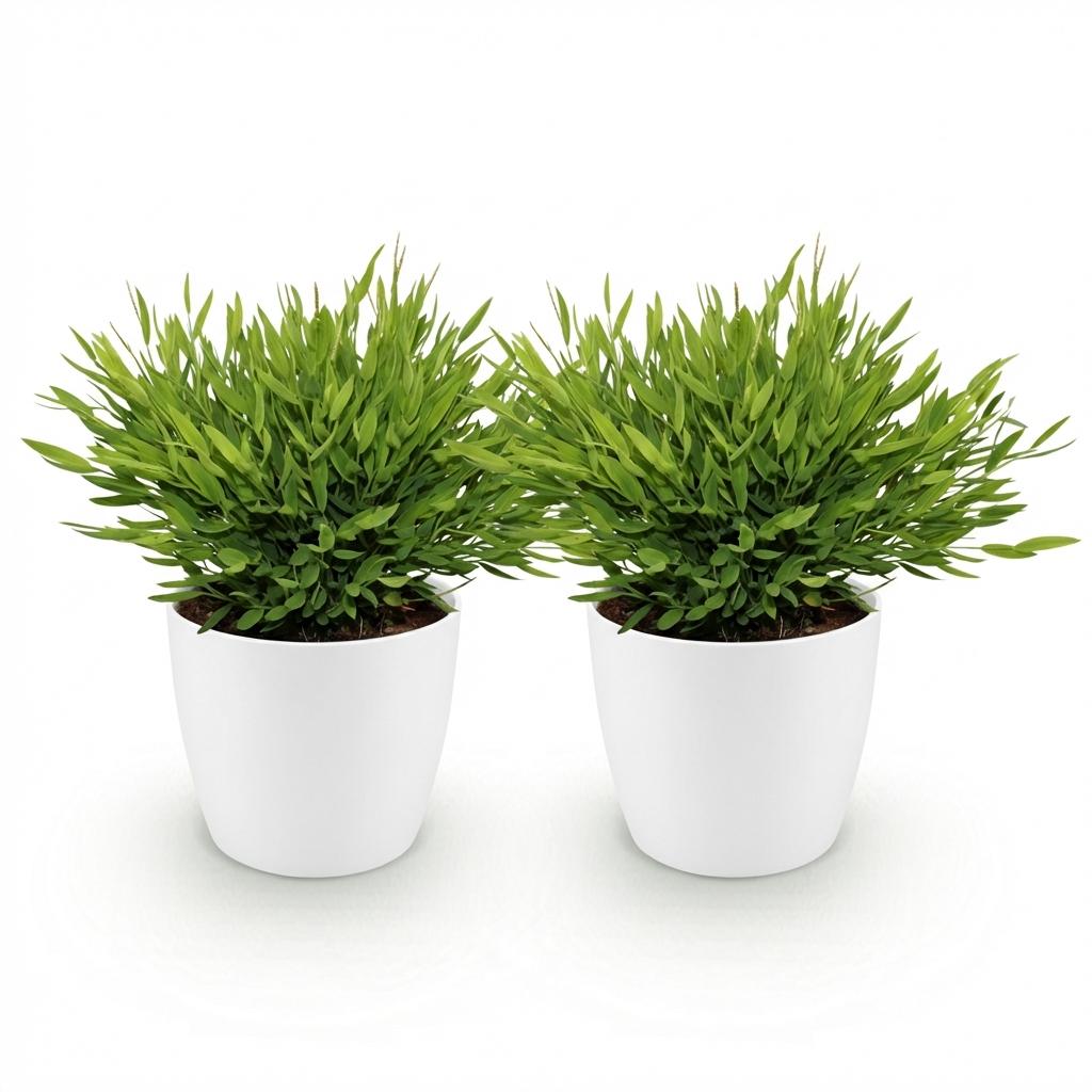 Green boutiQ - Zimmerpflanze - Bamusa Pogonatherum Monica - Bambusgras - Haustierfreundliche Pflanze - Grün - 2 Pflanzen - mit Potter Weiß - Topf 12cm - Höhe 20cm 