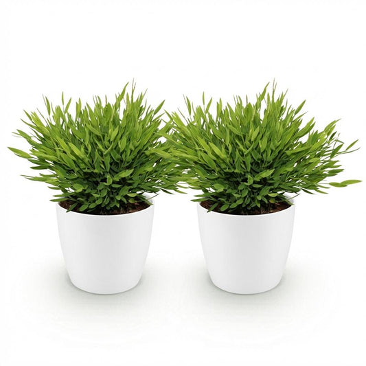 Green boutiQ - Zimmerpflanze - Bamusa Pogonatherum Monica - Bambusgras - Haustierfreundliche Pflanze - Grün - 2 Pflanzen - mit Potter Weiß - Topf 12cm - Höhe 20cm 