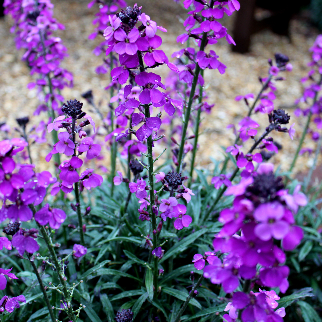 Erysimum Bowles Mauve – 12 Pflanzen Goldlack Staude – 10-25cm – Ø9cm – Langblühende Gartenpflanze für sonnige Standorte – Bienenfreundliche Blühstaude für Beet & Kübel