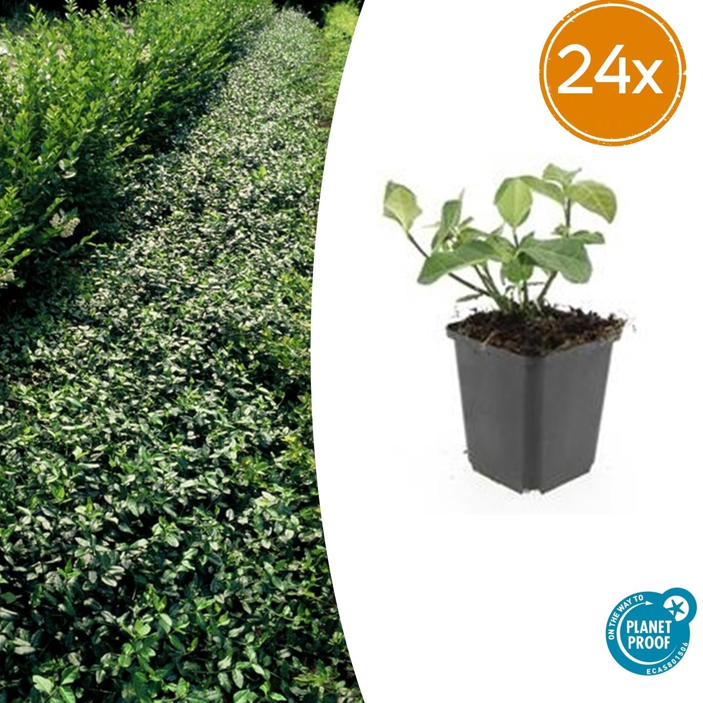 Euonymus fortunei 'Dart's Blanket' – Immergrüner Bodendecker – 24 Pflanzen – Ø9cm – ↕10–25cm – Buntlaubig & winterhart – Für Beet & Schattenlage 