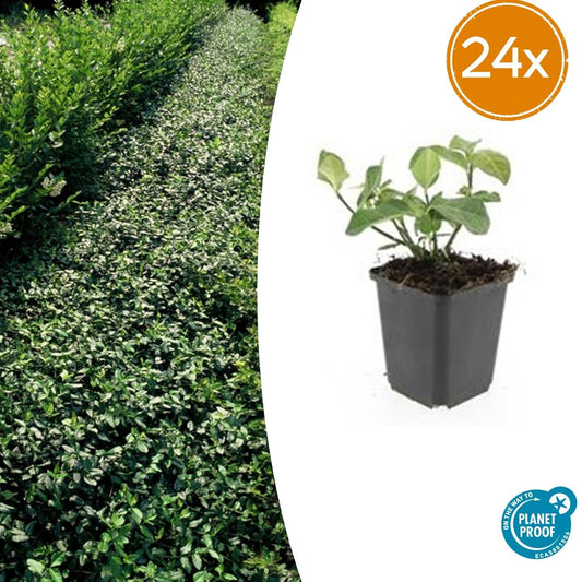 Euonymus fortunei 'Dart's Blanket' – Immergrüner Bodendecker – 24 Pflanzen – Ø9cm – ↕10–25cm – Buntlaubig & winterhart – Für Beet & Schattenlage 