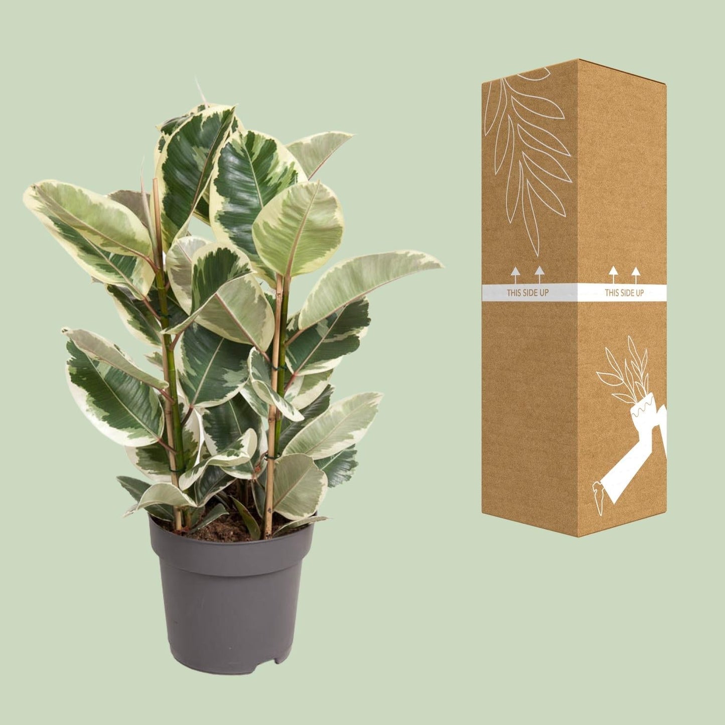 Ficus Elastica Tineke – 100 cm hoch – Ø27 cm Topf – Bunte Gummibaum-Zimmerpflanze – Luftreinigend & pflegeleicht – Tropische Deko für Wohn- und Büroräume 