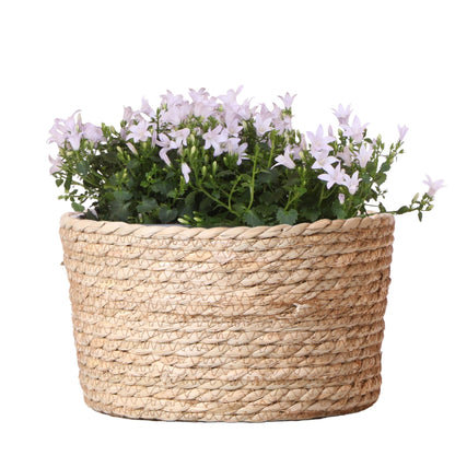 Campanula Addenda Ambella weiß - Weidenschale mit Campanula mit Bewässerungssystem - 3 Stück - Glockenblume weiß - Topfgröße 12cm 