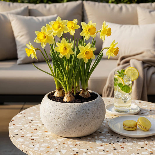 GreenboutiQ - Blumenzwiebeln - Narcis Yellow - Farbe Gelb - 40 Stück - Zwiebelgröße 10/12 