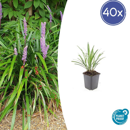 Lilientraube Liriope muscari 'Ingwersen' – ↕10-25cm – Ø9cm – 40 Pflanzen – Immergrüner Bodendecker, Violette Blüten, Pflegeleicht, Winterhart, Für Sonne & Schatten
