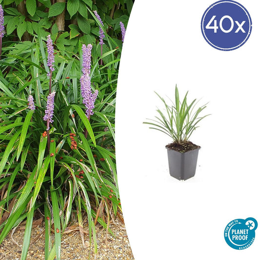 Lilientraube Liriope muscari 'Ingwersen' – ↕10-25cm – Ø9cm – 40 Pflanzen – Immergrüner Bodendecker, Violette Blüten, Pflegeleicht, Winterhart, Für Sonne & Schatten
