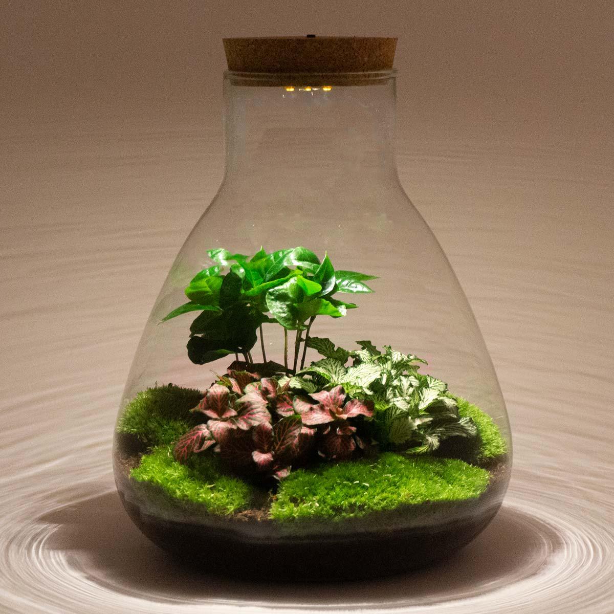 Flaschengarten - DIY Bausatz - Terrarium - Sam Calathea mit LED - ↕30cm