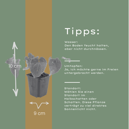 Elfenblume Epimedium perralchicum Frohnleiten – 24 Pflanzen – Wintergrüne Staude für Schatten & Halbschatten – Bodendecker für Garten & Beet – 10-25cm – Ø9cm – Pflegeleicht