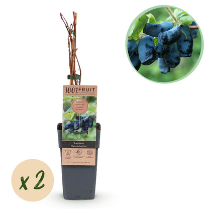 Blaubeere - Honigbeere - Lonicera caerulea Kamchatika - Obstpflanze - 2 Pflanzen - Topf 15cm Höhe 50cm