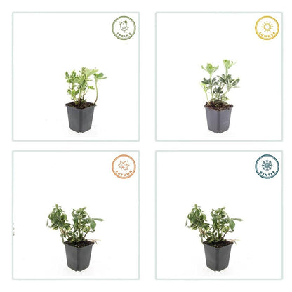 Schattengrün Pachysandra terminalis 'Variegata' – ↕10-25cm – Ø9cm – 20 Pflanzen – Immergrün & Winterhart – Bodendecker für schattige Gärten