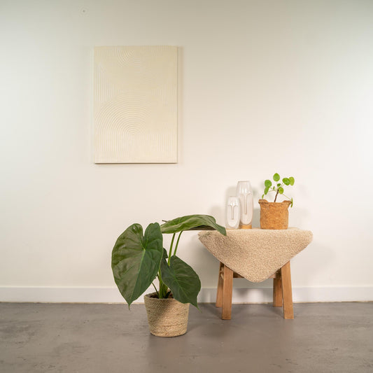 Pfeilblatt - Alocasia Wentii Elefantenohr - Zimmerpflanze im Korb Selin - Ø19cm - Höhe ca. 65cm - Luftreinigende Tropenpflanze 