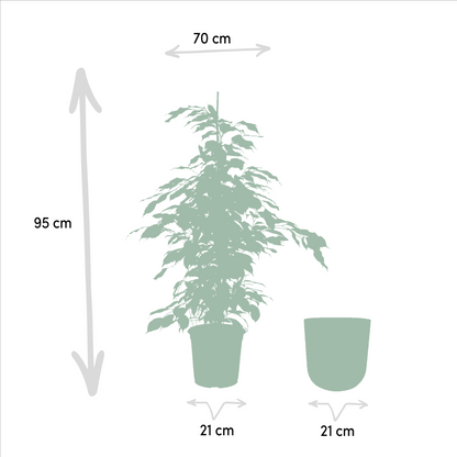 Ficus benjamina Danielle - Ø21cm - ↕95cm + Topf Mayk Gold 