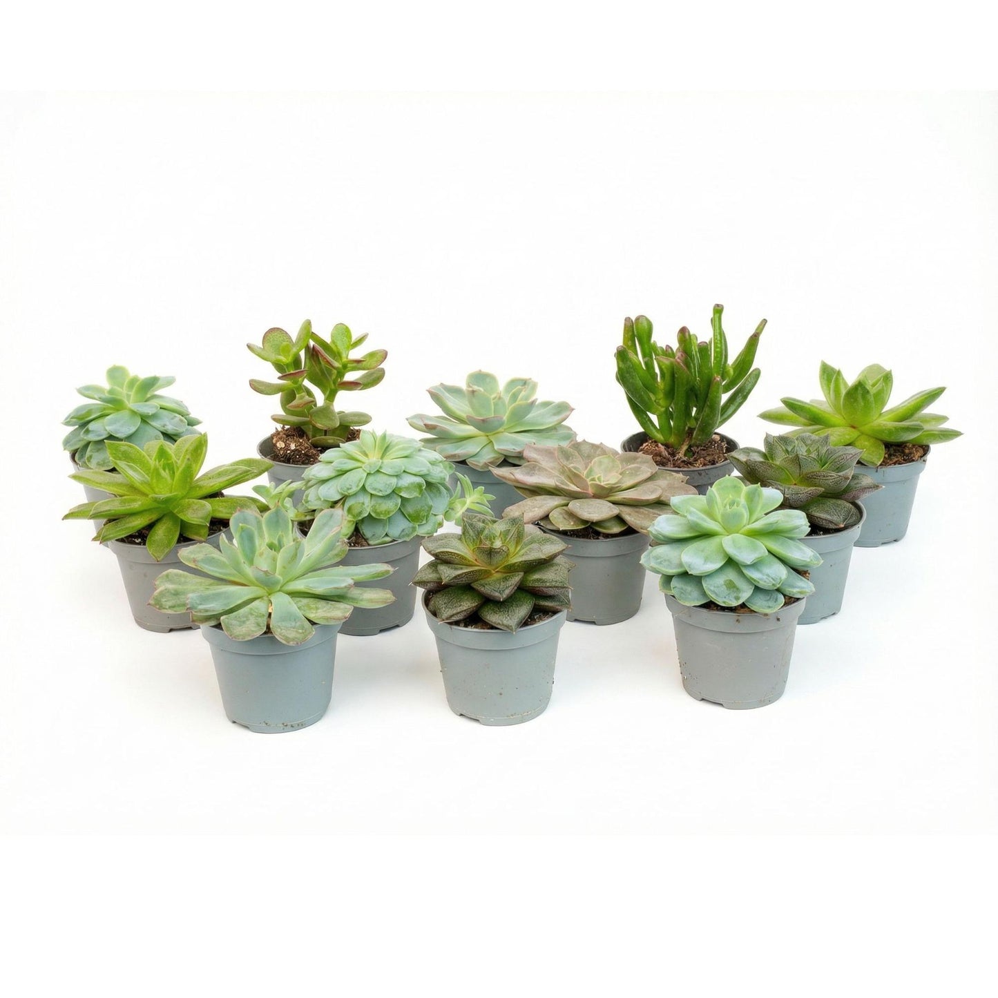 Set of 12 -  Succulent Mix Set - Assorted Succulents in 6 cm Pots (8–12 cm high) 