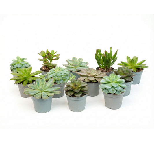 Set of 12 -  Succulent Mix Set - Assorted Succulents in 6 cm Pots (8–12 cm high) 