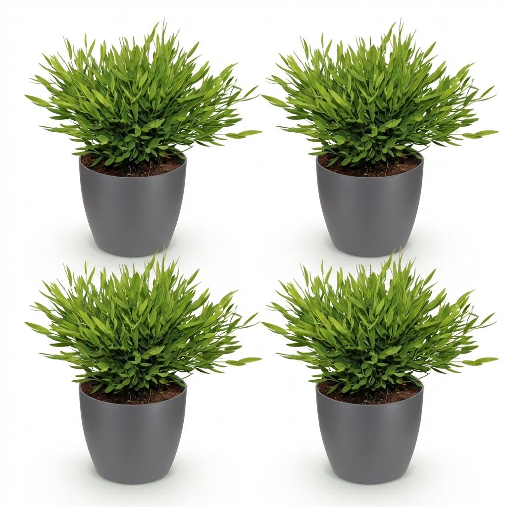Green boutiQ - Zimmerpflanze - Bamusa Pogonatherum Monica - Bambusgras - Haustierfreundliche Pflanze - Grün - 4 Pflanzen - mit Potter Grau - Topf 12cm - Höhe 20cm 