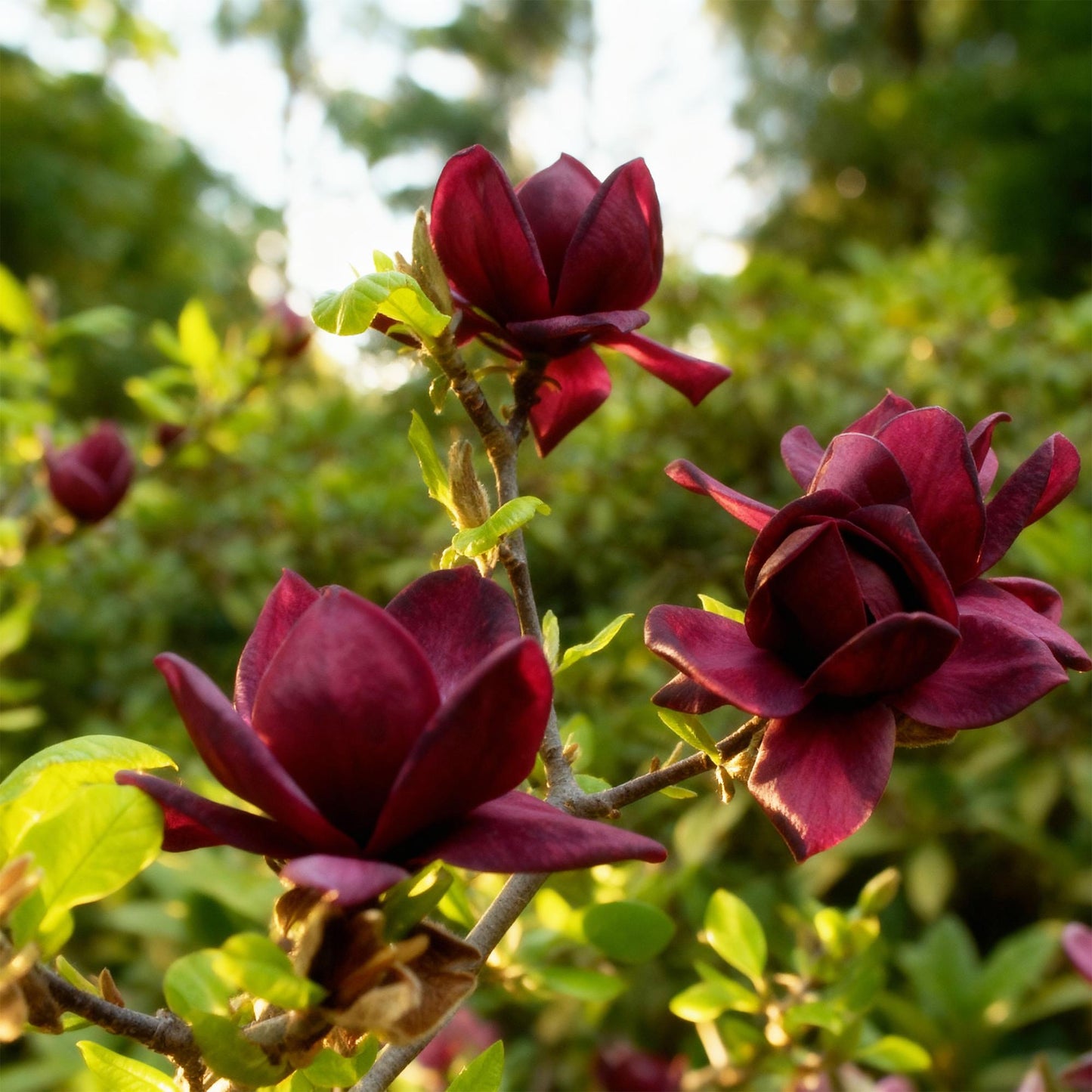 GreenboutiQ - Gartenpflanze - Magnolia Genie - Blüte Lila - 3 Pflanzen - Laubabwerfend - Wenig Pflege - Topf 12cm Höhe 30cm 