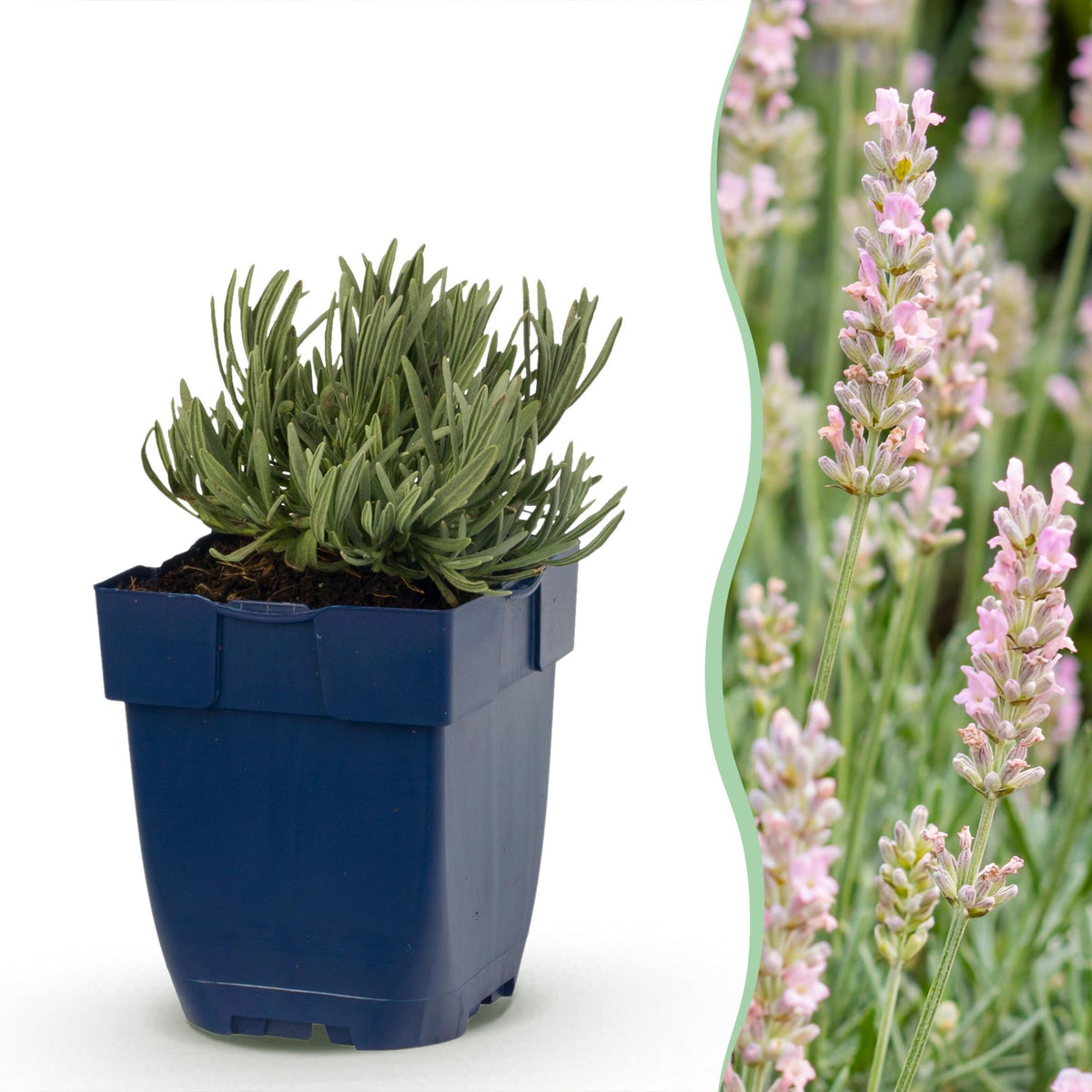 Lavendel 'Rosea' – Lavandula angustifolia 'Rosea' – 6 Pflanzen – Topf Ø11cm – Bienenfreundliche Staude für Garten & Balkon