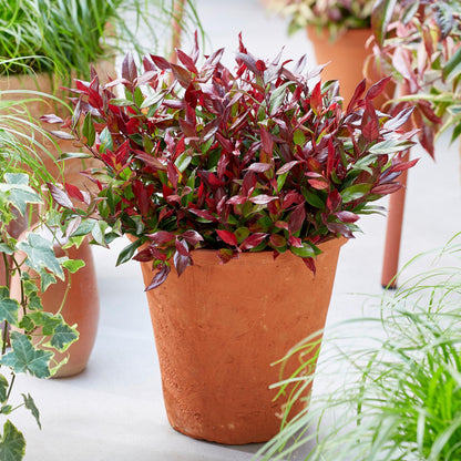GreenboutiQ - Gartenpflanze - Leucothoe Little Flame - Rot - 2 Pflanzen - Immergrün - Pflegeleicht - Topf 17cm Höhe 45cm 