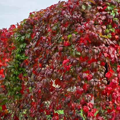 Selbstklimmender Mauerwein - Parthenocissus Engelmannii - Blatt Grün Rot - Wenig Pflege - 2 Pflanzen - Topf 11cm Höhe 40cm