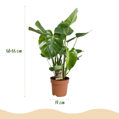 Monstera Deliciosa Fensterblatt Zimmerpflanze – 2 Pflanzen 17cm – Höhe ca.50–55cm – Pflegeleichte Tropenpflanze mit großen Blättern für Wohnzimmer & Büro - Oasis of Life