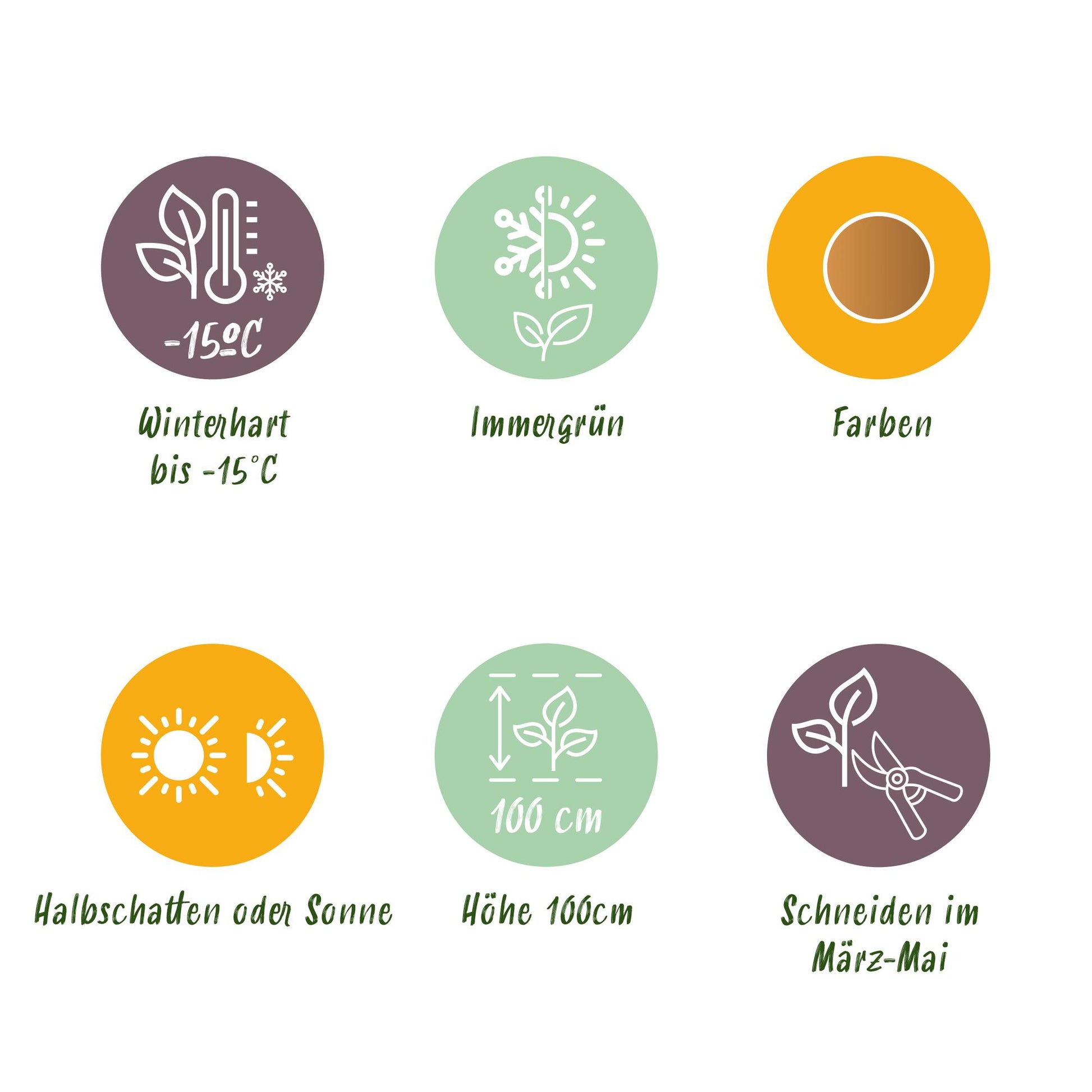 GreenboutiQ - Gartenpflanze - Nandina Gulfstream - Orange - 1 Pflanze - Immergrün - Pflegeleicht - Topf 17cm Höhe 45cm 