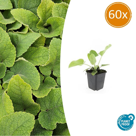 Russel-Brandkraut Phlomis russeliana – ↕10-25cm – Ø9cm – 60 Pflanzen – Staude – Winterhart – Bienenfreundlich – Gelbe Blüten