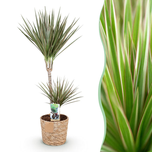 Green boutiQ - Zimmerpflanzen - Dracaena Marginata Bicolor - Drachenbaum - Pflegeleicht - mit Korb - Grün - Braun - 1 Pflanze - Topf 21cm - Höhe 90-100cm 