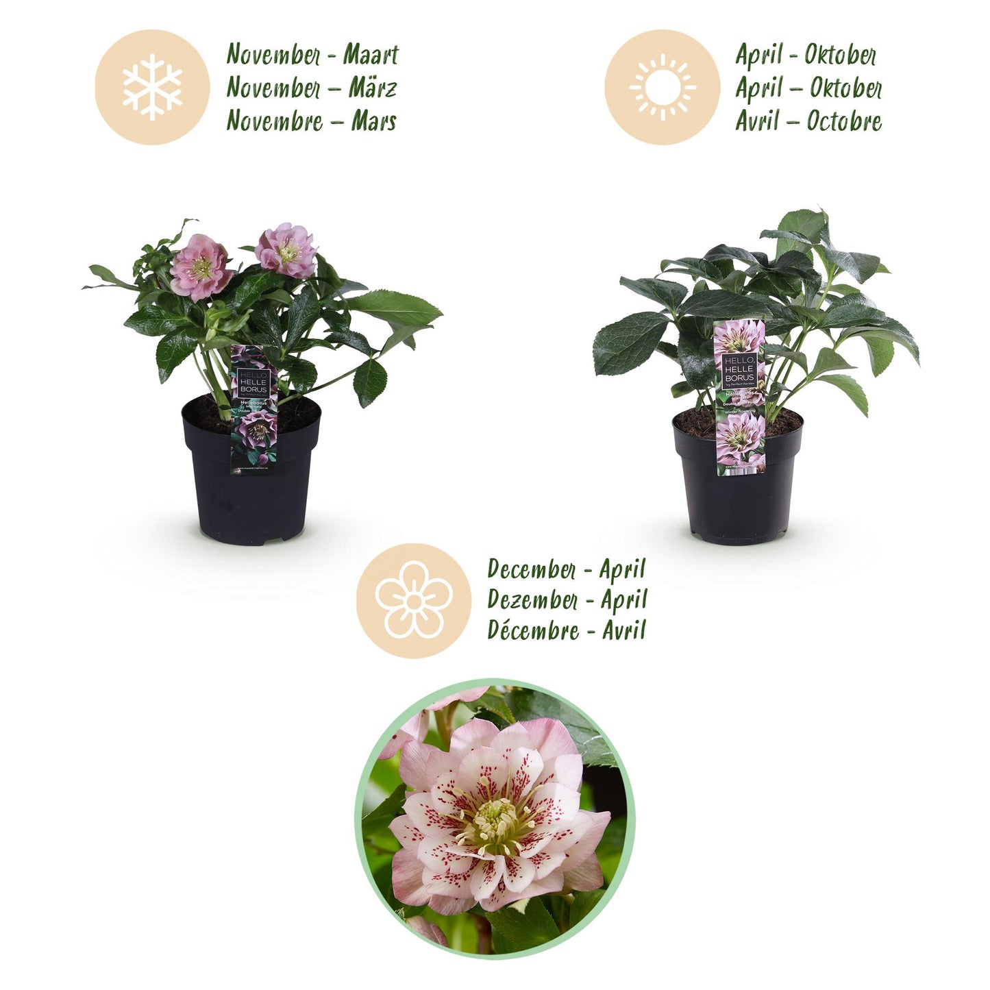 GreenboutiQ - Gartenpflanze - Lenzrose - Helleborus orientalis Double Ellen Pink - Rosa Blüte - 2 Pflanzen - Immergrün - Topf 14cm Höhe 35cm 