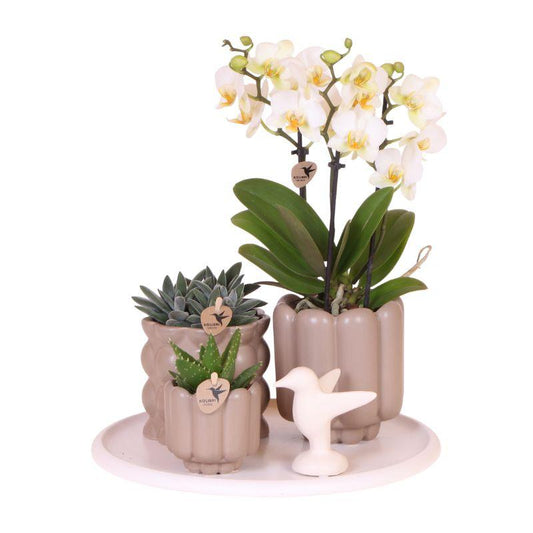 Kolibri Orchids | Geschenkset Slow Living | Grüne Pflanzen mit Weißer Phalaenopsis Orchidee Lausanne in Beigen Keramiktöpfen auf Weißem Tablett 