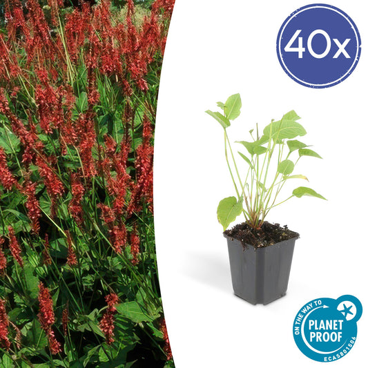 Kerzenknöterich Persicaria amplexicaulis – ↕10-25cm – Ø9cm – 40 Pflanzen – Rote Blütenähren – Pflegeleichte Staude – Sonne & Halbschatten