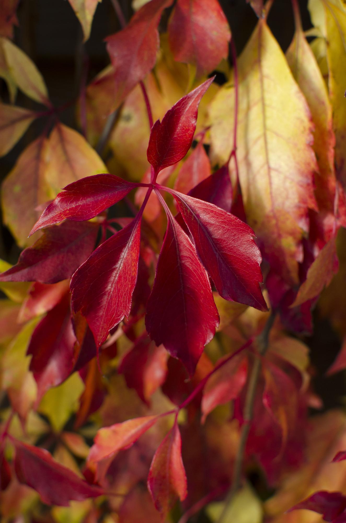 Jungfernrebe – Parthenocissus henryana – Ø15cm – ↕65cm – Farbintensive Kletterpflanze mit roter Herbstfärbung 
