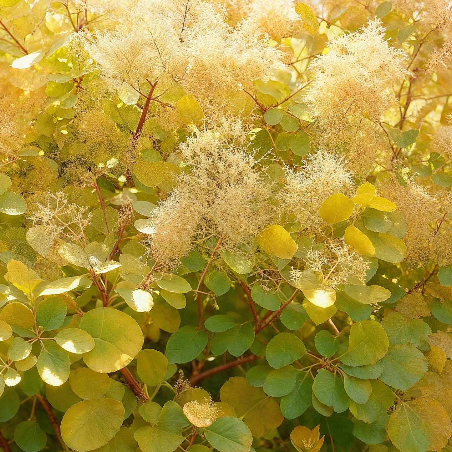 GreenboutiQ - Gartenpflanze - Cotinus coggyria Golden Spirit - Gelb - 1 Pflanze - Laubfallend - Wenig Pflege - Topf 12cm Höhe 35cm 