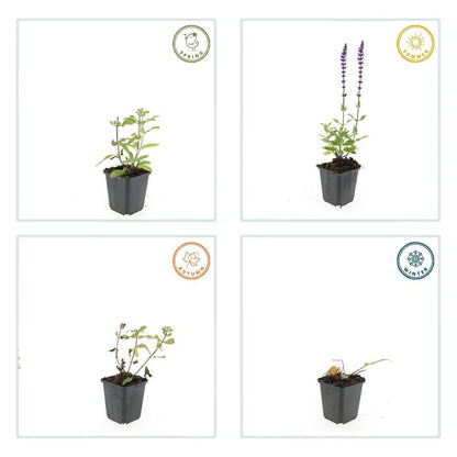Blüten-Salbei Salvia nemorosa 'Caradonna' – ↕10-25cm – Ø9cm – 60 Pflanzen – Staude mit violetten Blütenkerzen & dunklen Stängeln – Bienenfreundlich, trockenheitstolerant & pflegeleicht