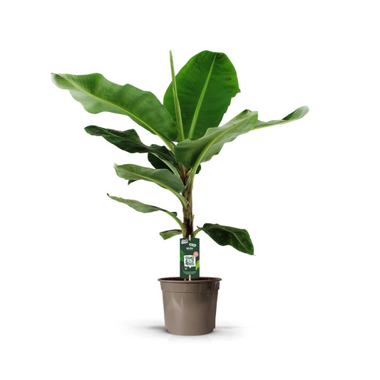 Bananenpflanze - Musa - Zimmerpflanze - 140 cm - Ø27cm