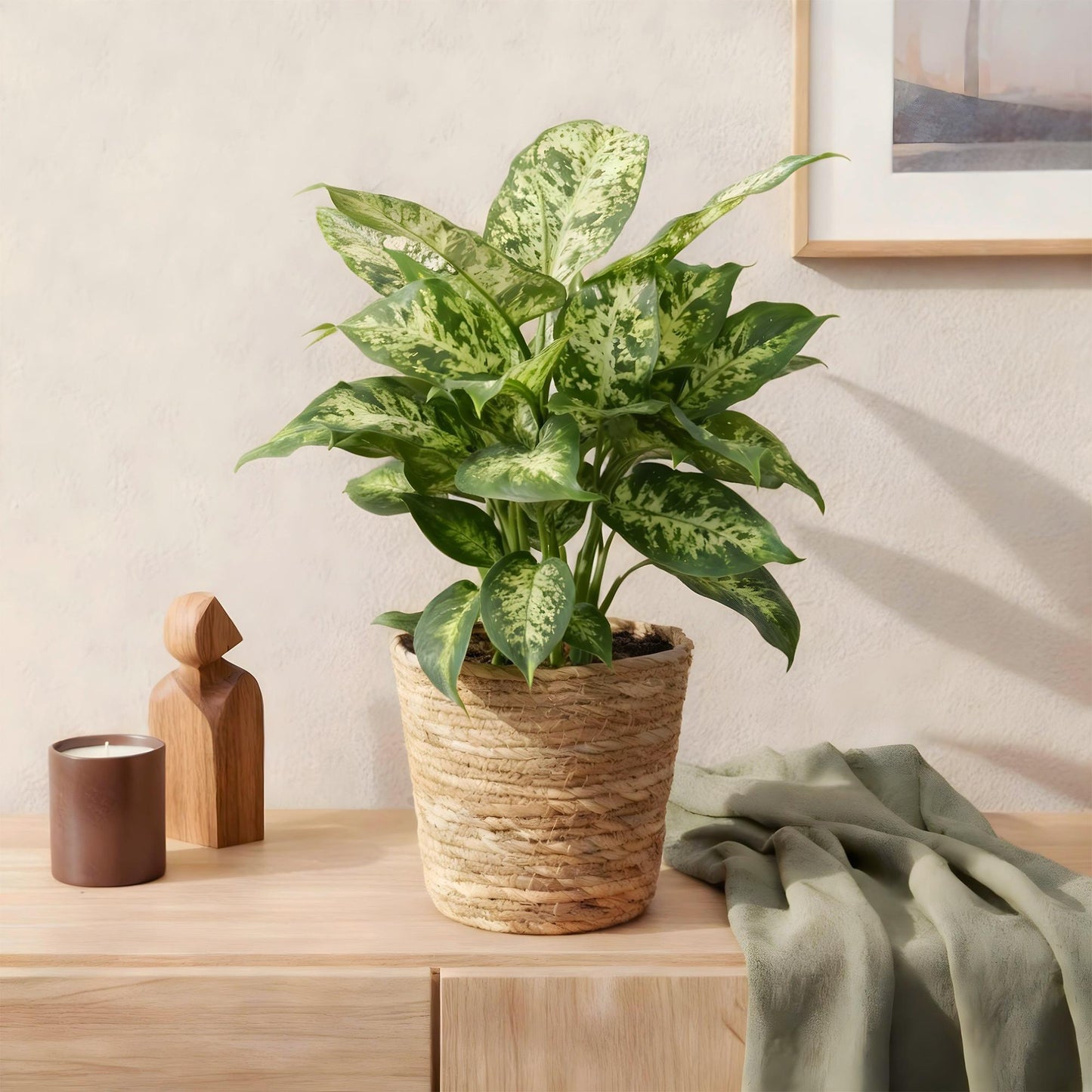 Green boutiQ - Zimmerpflanzen - Diefenbachia Compacta - Dieffenbachia - Wenig Pflege - Bunt - 1 Pflanze - Topf 17cm - Höhe 45-50cm 