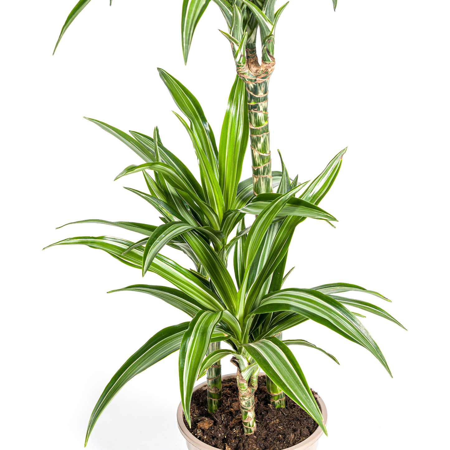Dracaena Deremensis White Stripe mit Korb Ø21cm - ↕90 - 110cm 