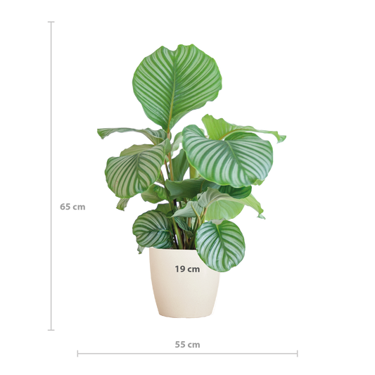 Korbmarante - Calathea Orbifolia mit Viber Weiß - Zimmerpflanze - 65cm - Ø21cm
