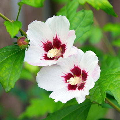 Green boutiQ - Garden Plant - Hibiscus syriacus Hamabo - Garden Hibiscus - Hardy - White - Pink - 3 Plants - Pot 17cm - Height 45cm 
