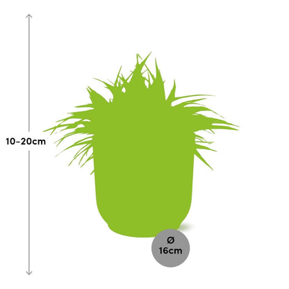 Grünlilie - Chlorophytum Ocean - Zimmerpflanze - 15cm in TopfVibes Fold 16cm Delicate pink 