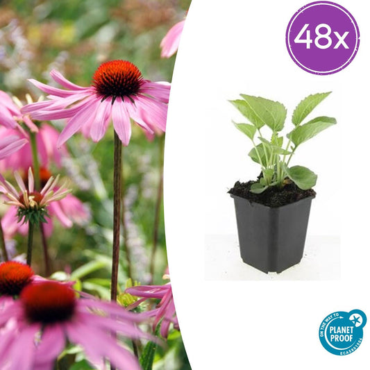 Echinacea purpurea 'Magnus' – 48 Pflanzen – ↕10-25cm – Ø9cm – Purpur-Sonnenhut – Winterharte Staude – Bienen & Schmetterlinge – Pflegeleicht