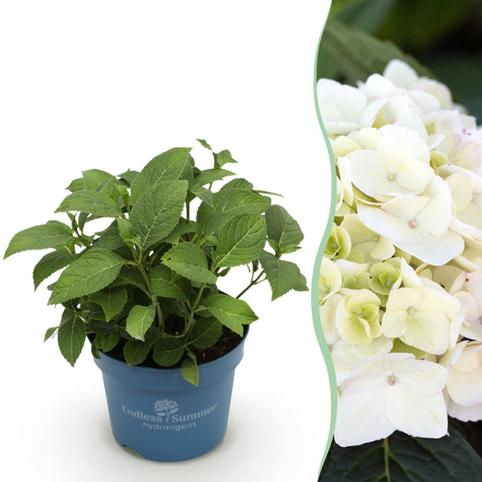 Green boutiQ - Gartenpflanze - Hydrangea Endless Summer The Bride - Hortensie - Winterhart - Weiß - 1 Pflanze - Topf 14cm - Höhe 20-25cm 