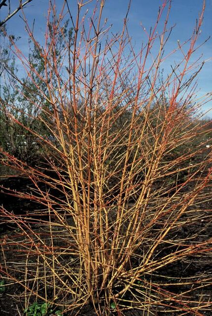 Roter Hartriegel - Cornus sang. 'Midwinter Fire' - ↕10-25cm - Ø9cm - 20 Stück