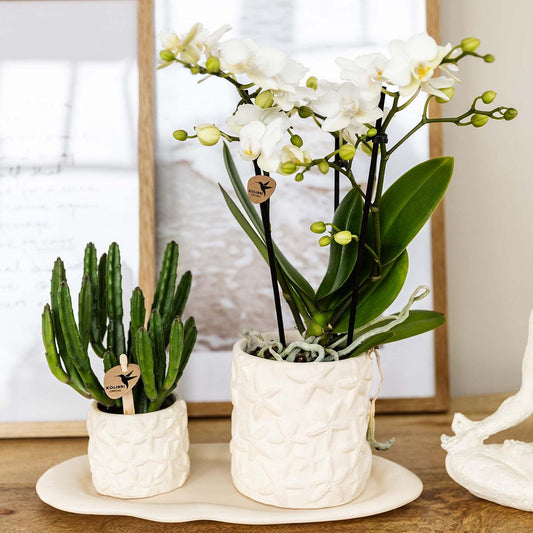 Pflanzenset - Weiße Phalaenopsis Orchidee Lausanne und Sukkulente inkl. Keramik-Ziertöpfe auf weißem organischen Tablett