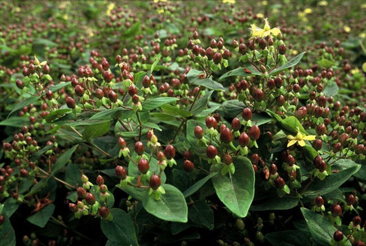 Duftloses Johanniskraut Hypericum inodorum – ↕10-25cm – Ø9cm – 20 Pflanzen – Winterhart & pflegeleicht – Gelbe Blüten – Für Beete, Hecken & Bodendecker