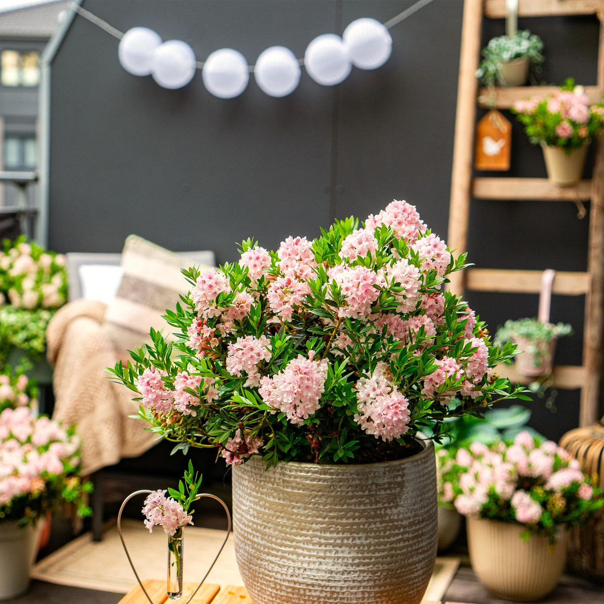 Green boutiQ - Zwerg-Rhododendron - Rhododendron Bloombux Light Pink - Blühender Buchsbaum - Wenig Pflege - Hellrosa Blüte - 1 Pflanze - Topf 10,5cm - Höhe 20-25cm 