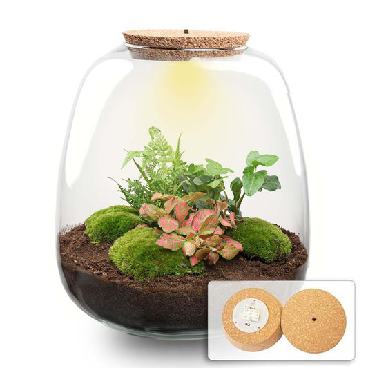 Flaschengarten „Emma“ – Bausatz mit LED-Korkdeckel – Ø23cm ↕25cm – DIY Pflanzenterrarium mit Efeu, Farn & Fittonia Ruby Lime – Selbstversorgendes Mini-Ökosystem aus Glas 