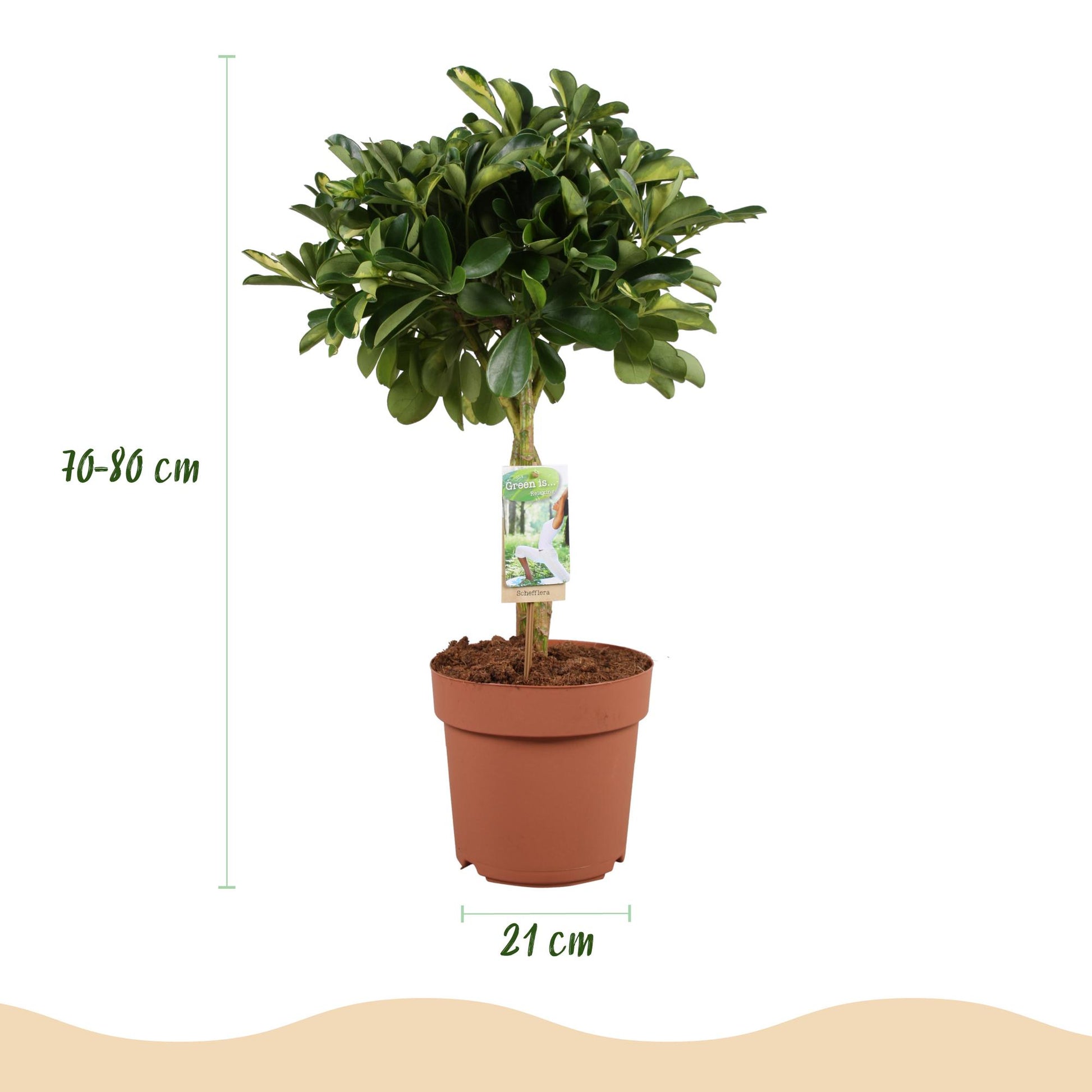Green boutiQ - Zimmerpflanzen - Schefflera Gold Capelle - Fingerbaum - Wenig Pflege - Grün - Gold - 1 Pflanze - Topf 21cm - Höhe 70-81cm 